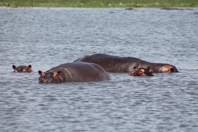 hippos in the nile in murchison falls national park