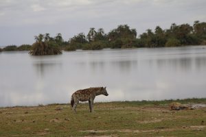 Hyenas in Amboseli