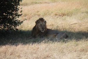 lion in Mara