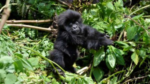 baby mountain gorilla rwanda