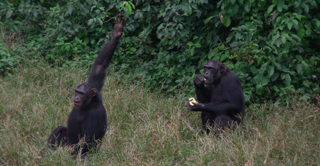 chimpanzee ngamba island