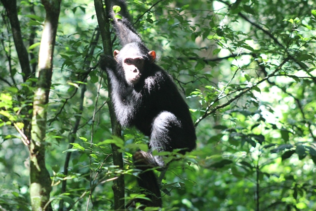 Chimp in Budongo forest