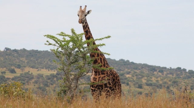 giraffe in Akagera national park