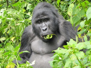 Gorilla in bwindi national park