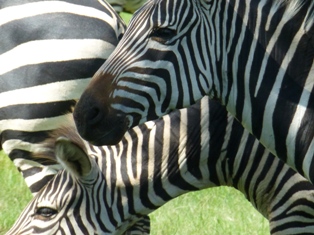 zebras in Lake Mburo National Park