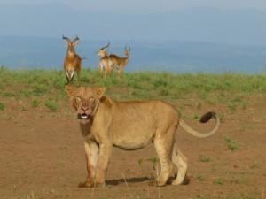 lion murchison falls uganda