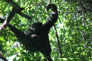 chimpanzee tracking uganda