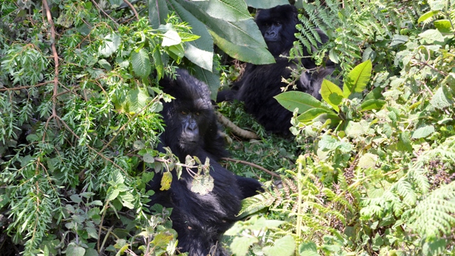 mountain gorillas uganda