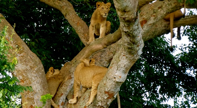 tree-lions-uganda-safari
