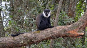 l'hoest monkey nyungwe forest