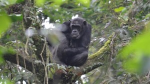 chimpanzee in nyungwe forest