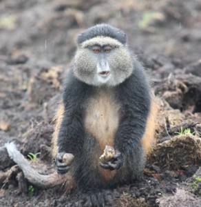 Golden Monkey in Rwanda