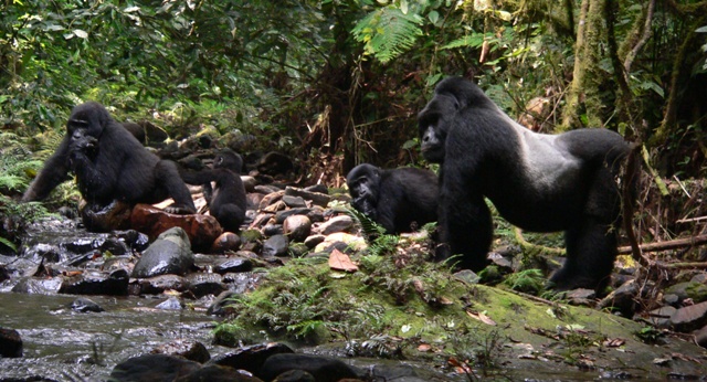 mountain gorillas bwindi uganda