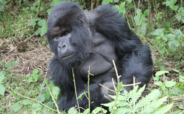 mountain gorilla in rwanda