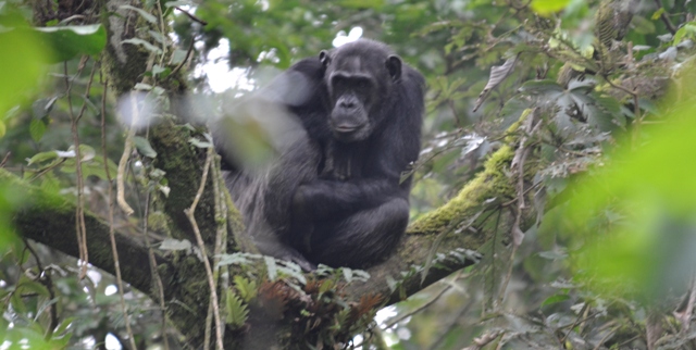 chimpanzee in nyungwe national park rwanda