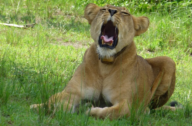 lion i queen elizabeth national park