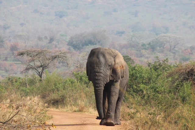 An elephant in Akagera National Park Rwanda