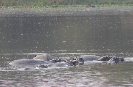 Hippos in Akagera National Park