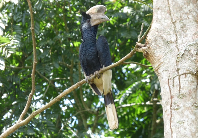 mpanga-forest-hornbill