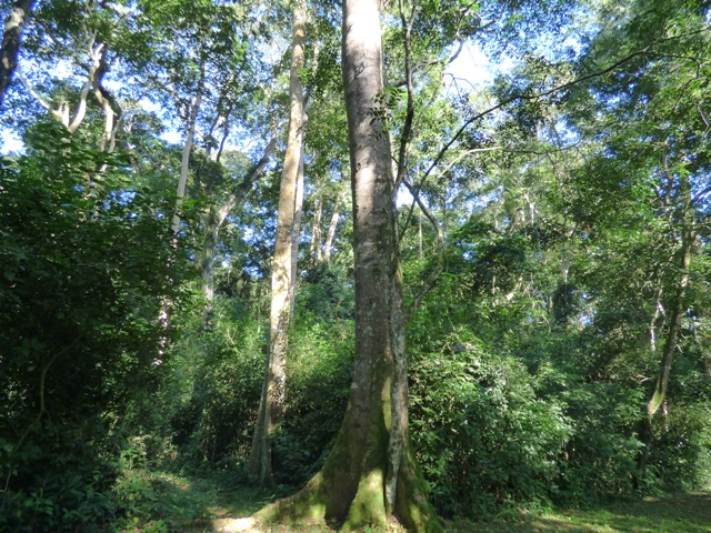 mpanga-forest-reserve