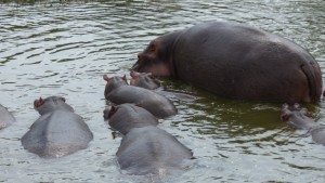 hippos in kazinga channel