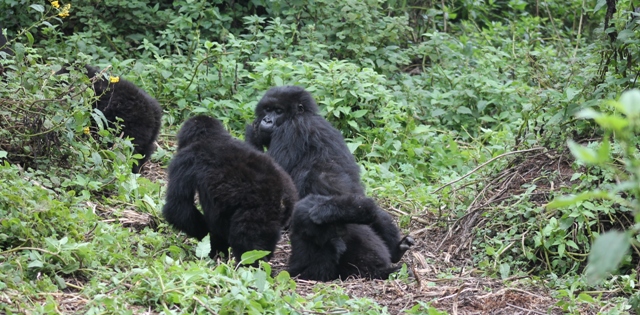 mountain gorillas in volcanoes national park rwanda