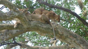 tree climbing lions in Uganda
