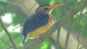 pygmy-kingfisher-entebbe