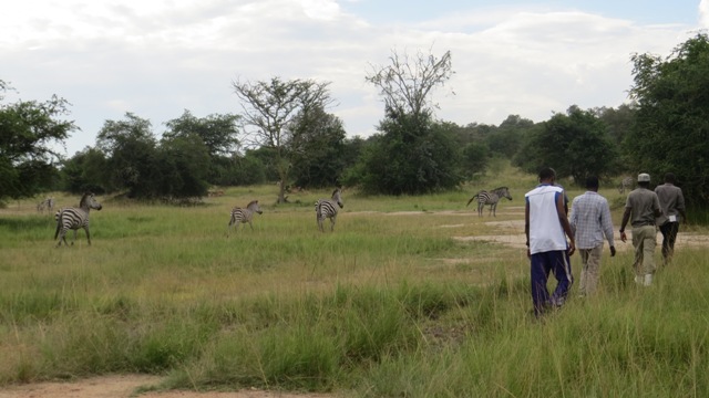 walking-safari-lake-mburo