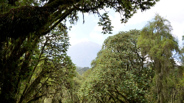 trekking the trail to dian fossey tomb and karisoke research center