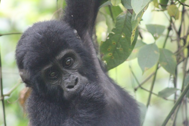 mountain gorilla in bwindi forest uganda