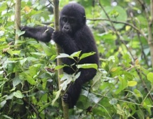 gorilla-bwindi