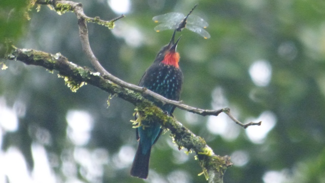 black bee-eater in Bwindi forest
