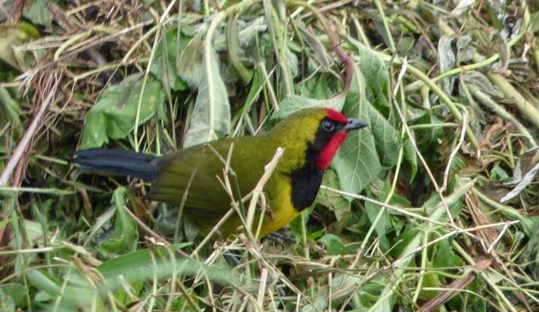 Doherty's bushshrike in Uganda