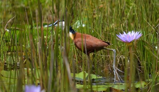 african jacana