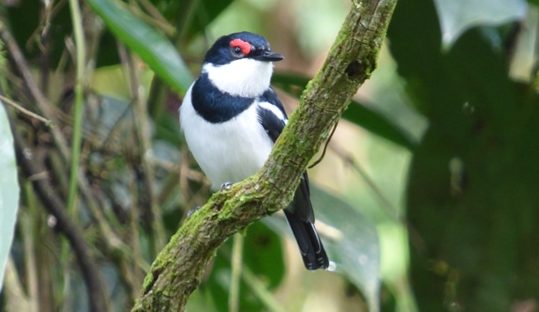 brown-throated wattle-eye in bwindi forest