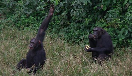 chimpanzee-ngamba-island