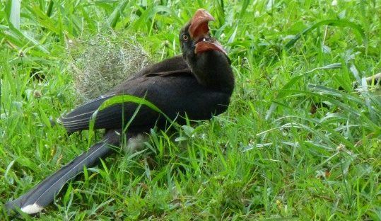 crowned hornbill