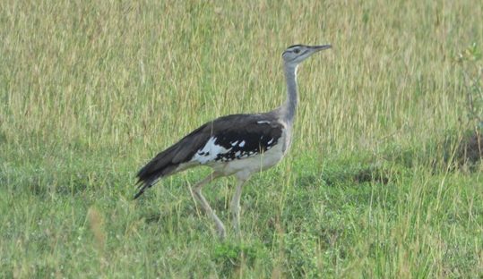 denham's bustard in murchison falls park