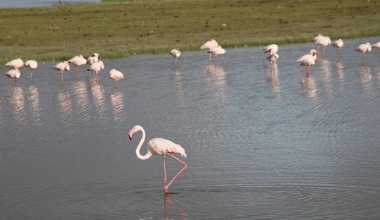 flamingos in Amboseli