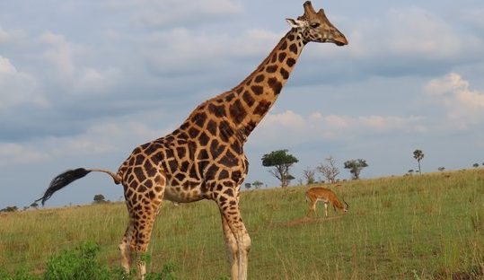giraffe murchison falls park