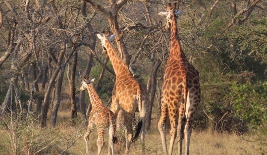 giraffes in lake mburo park