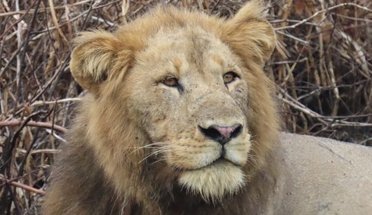 lion murchison falls park uganda