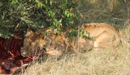 lion with a kill in masai mara