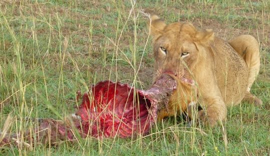 lion with a kill in murchison falls