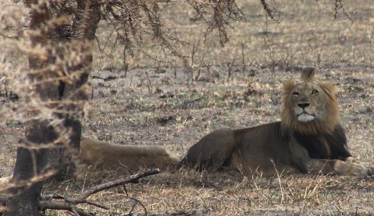 lions Akagera park