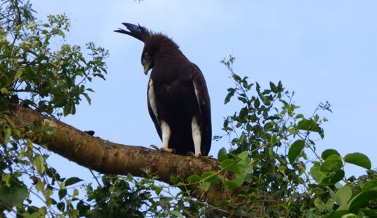 long-crested eagle