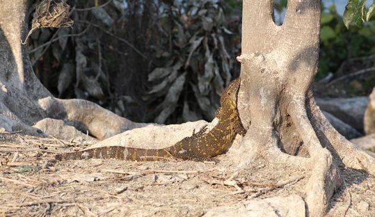 monitor lizard jinja