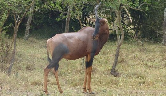 topi lake mburo