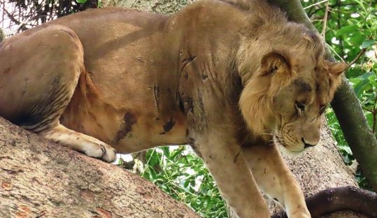 tree climbing lion ishasha